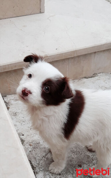 Border Collie, Köpek  Pasamm fotoğrafı