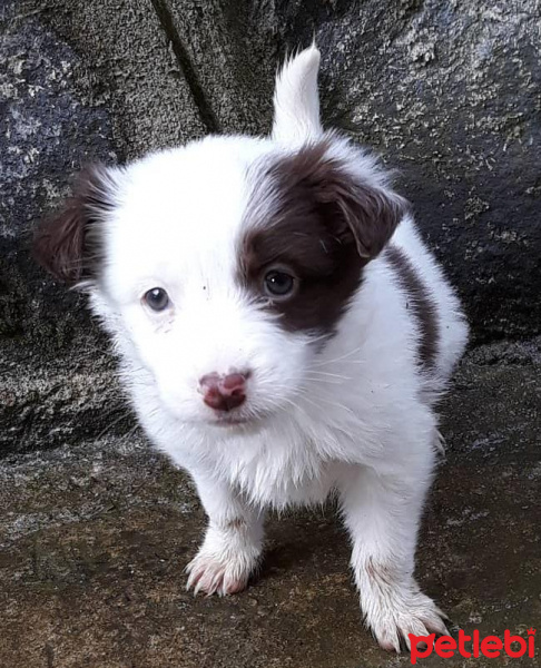 Border Collie, Köpek  Pasamm fotoğrafı