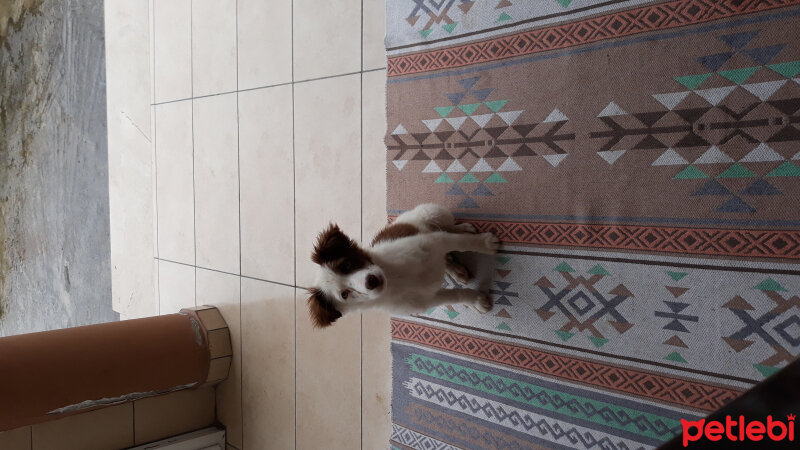 Border Collie, Köpek  Pasamm fotoğrafı