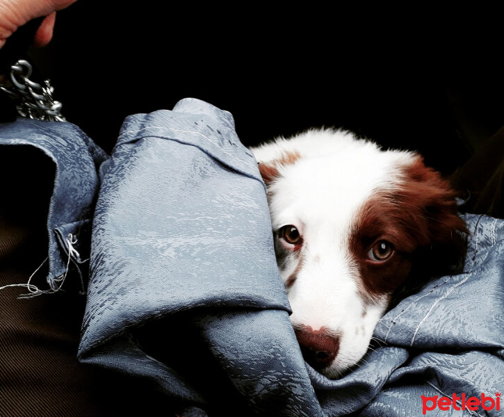 Border Collie, Köpek  Pasamm fotoğrafı