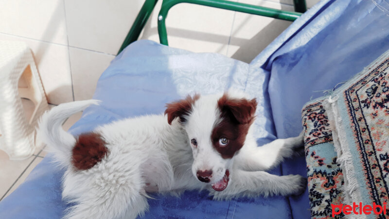 Border Collie, Köpek  Pasamm fotoğrafı