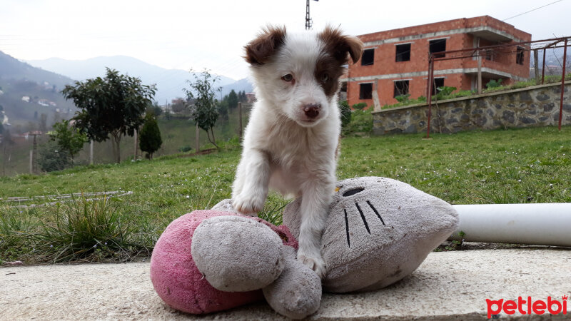 Border Collie, Köpek  Pasamm fotoğrafı