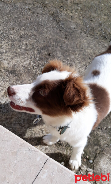 Border Collie, Köpek  Pasamm fotoğrafı