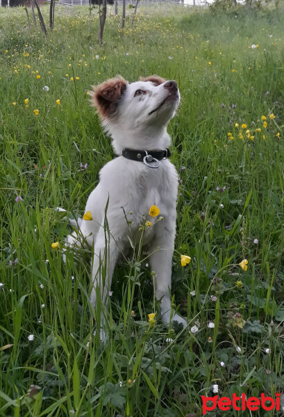 Border Collie, Köpek  Pasamm fotoğrafı