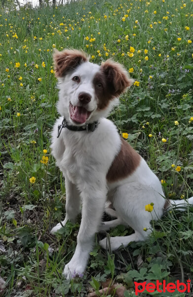 Border Collie, Köpek  Pasamm fotoğrafı