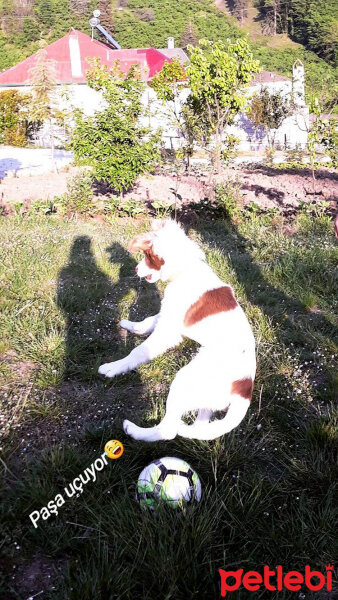 Border Collie, Köpek  Pasamm fotoğrafı