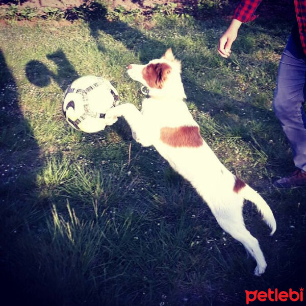 Border Collie, Köpek  Pasamm fotoğrafı