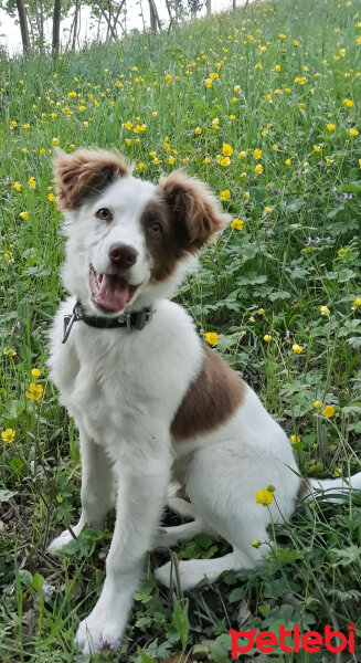 Border Collie, Köpek  Pasamm fotoğrafı