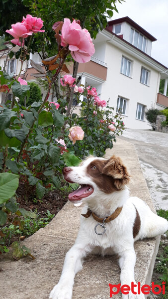 Border Collie, Köpek  Pasamm fotoğrafı