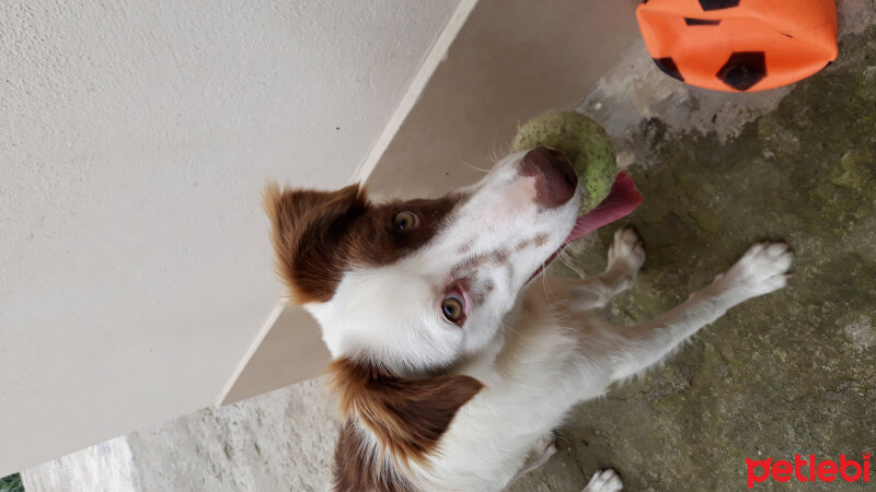 Border Collie, Köpek  Pasamm fotoğrafı