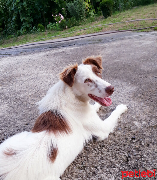 Border Collie, Köpek  Pasamm fotoğrafı