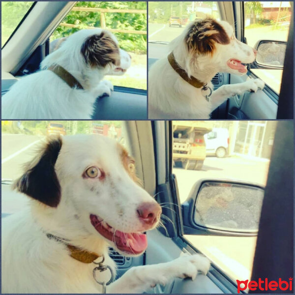 Border Collie, Köpek  Pasamm fotoğrafı