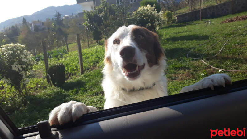 Border Collie, Köpek  Pasamm fotoğrafı