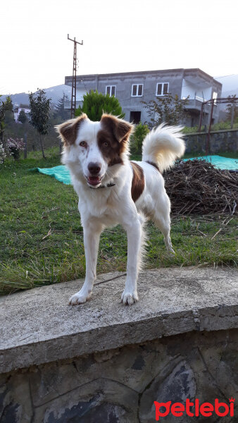 Border Collie, Köpek  Pasamm fotoğrafı