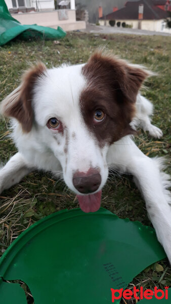 Border Collie, Köpek  Pasamm fotoğrafı