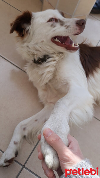 Border Collie, Köpek  Pasamm fotoğrafı