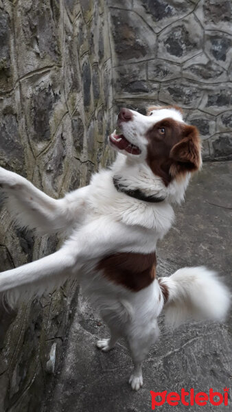 Border Collie, Köpek  Pasamm fotoğrafı