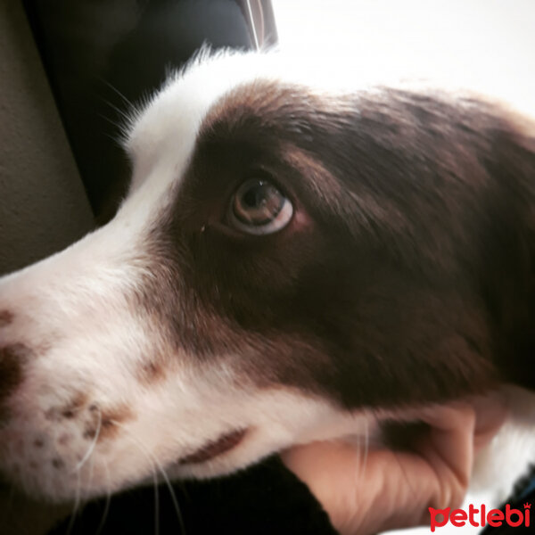 Border Collie, Köpek  Pasamm fotoğrafı