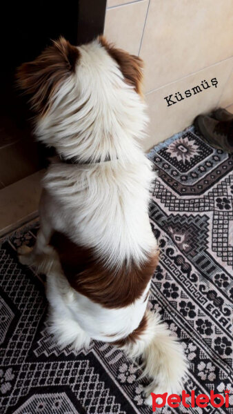 Border Collie, Köpek  Pasamm fotoğrafı