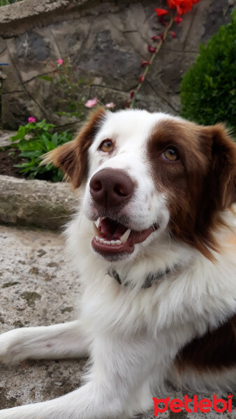 Border Collie, Köpek  Pasamm fotoğrafı