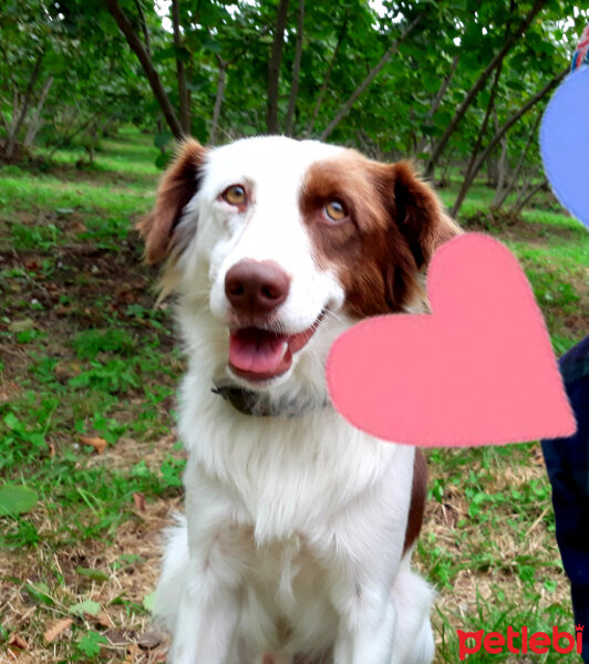 Border Collie, Köpek  Pasamm fotoğrafı