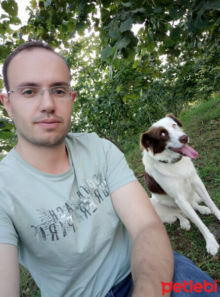 Border Collie, Köpek  Pasamm fotoğrafı