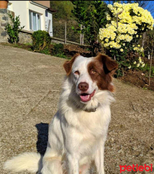 Border Collie, Köpek  Pasamm fotoğrafı