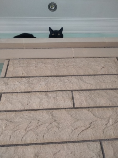 Bombay, Kedi  Bal fotoğrafı