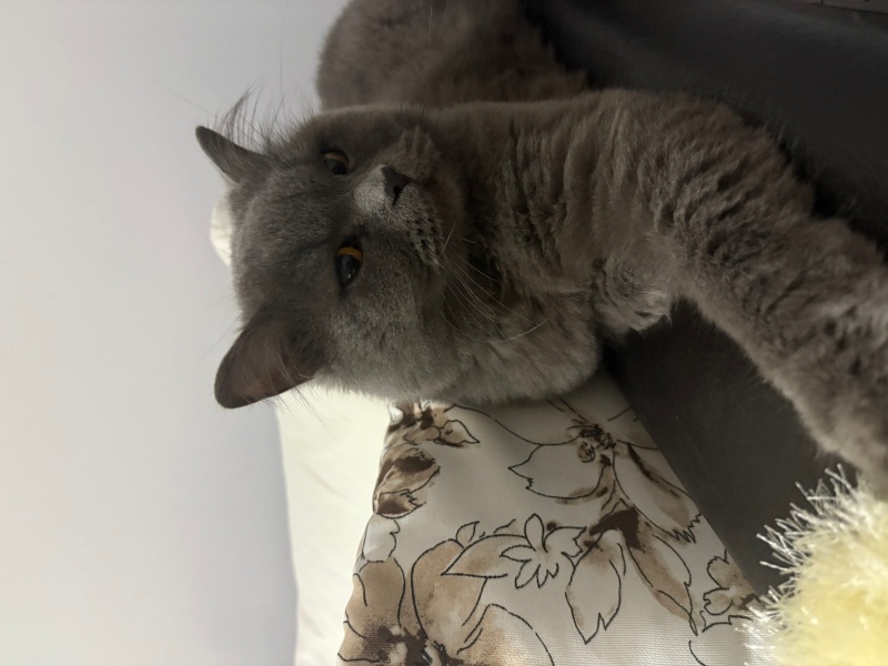 British Longhair, Kedi  Karanfil fotoğrafı