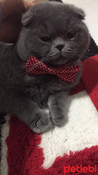 Scottish Fold, Kedi  Romeo fotoğrafı