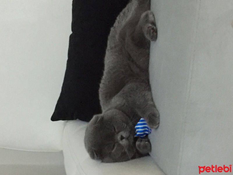 Scottish Fold, Kedi  Romeo fotoğrafı