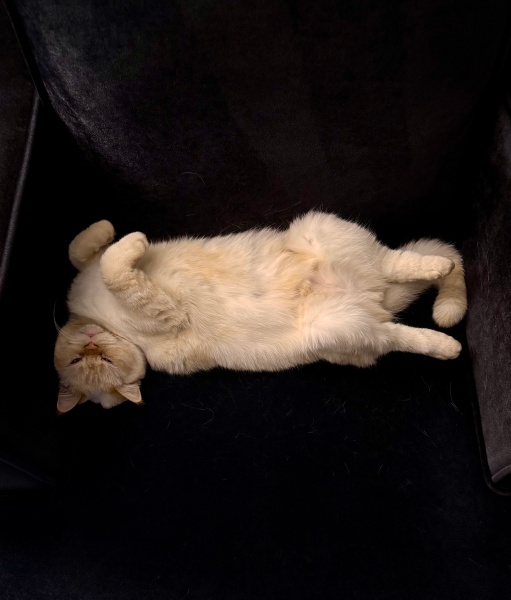 British Shorthair, Kedi  Kaju fotoğrafı