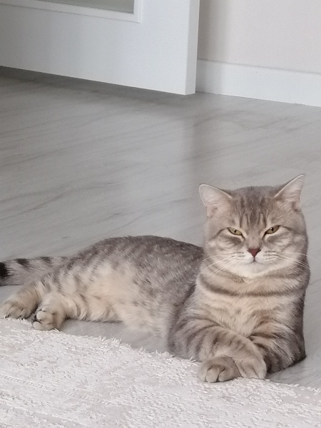 British Shorthair, Kedi  Robin fotoğrafı