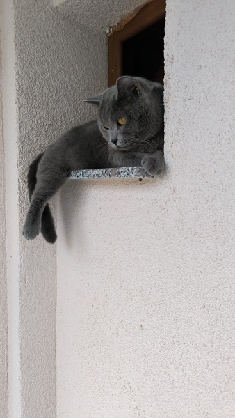British Shorthair, Kedi  Lolo fotoğrafı