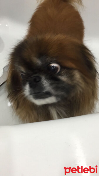 Pekingese, Köpek  Bebsi fotoğrafı