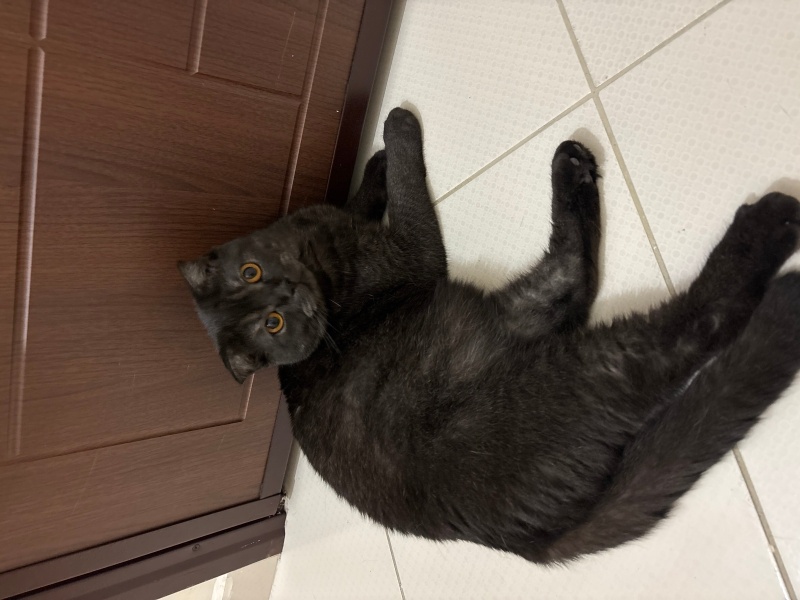 Scottish Fold, Kedi  Kara fotoğrafı