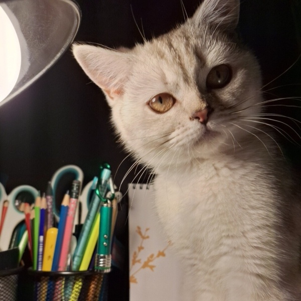 British Shorthair, Kedi  Zelda fotoğrafı