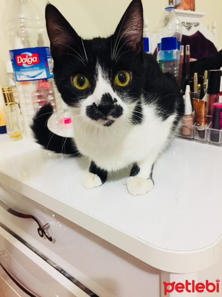 Tuxedo (Smokin) Kedi, Kedi  Frida fotoğrafı