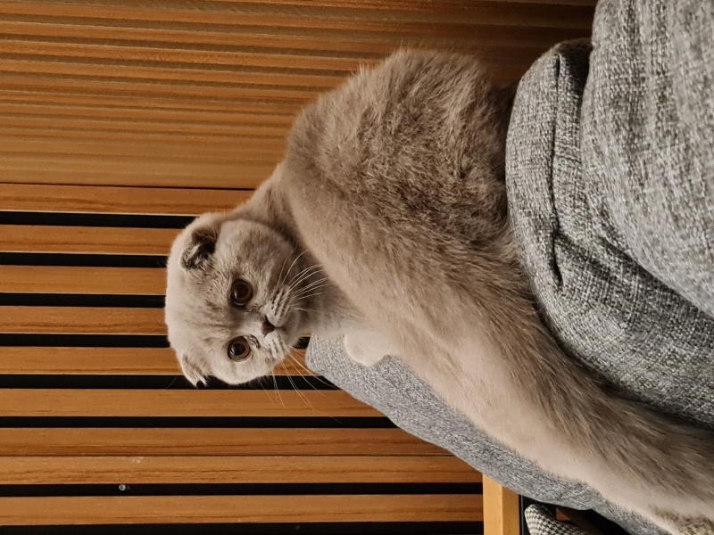 Scottish Fold, Kedi  Badem fotoğrafı