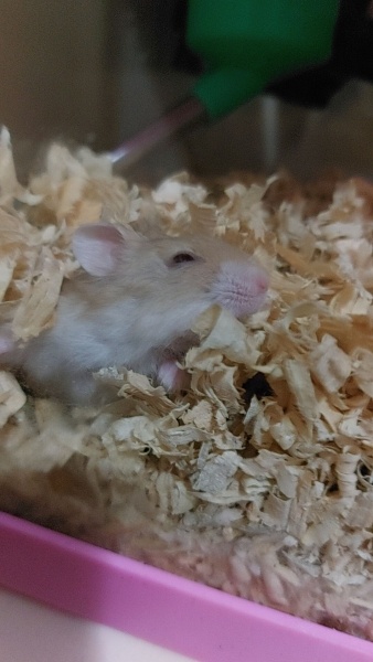 Hamster, Kemirgen  Fındık fotoğrafı