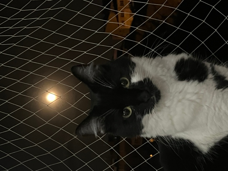 Tuxedo (Smokin) Kedi, Kedi  Şanslı fotoğrafı