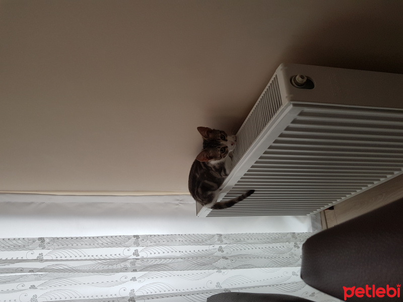 Tekir Kedi, Kedi  Ragnar fotoğrafı