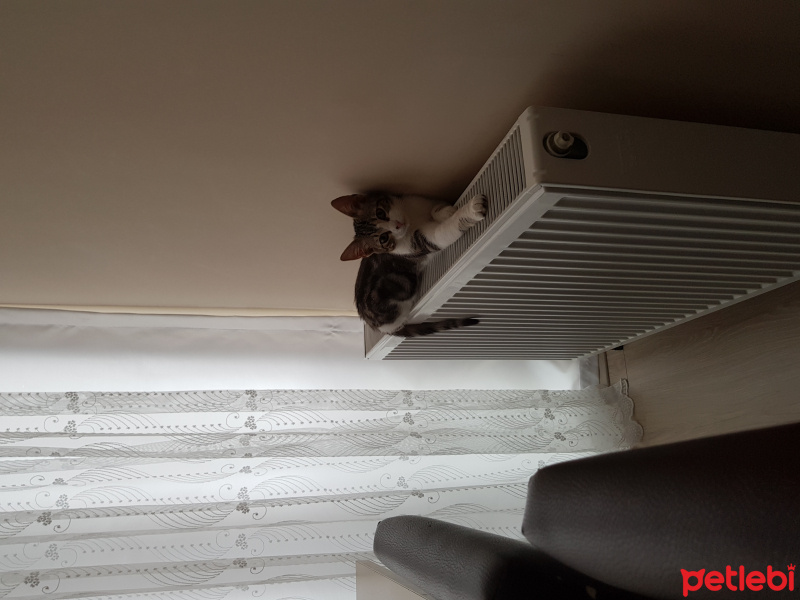 Tekir Kedi, Kedi  Ragnar fotoğrafı