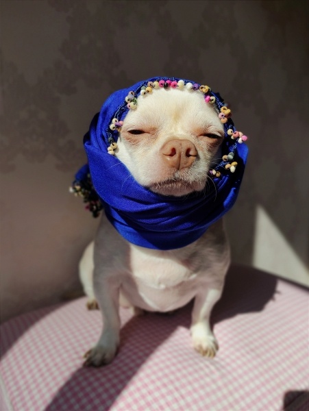 Chihuahua, Köpek  Carlito fotoğrafı