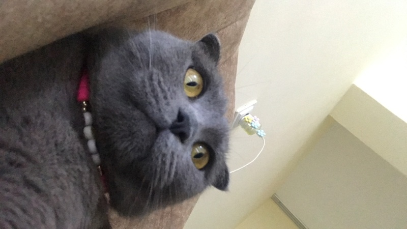 Scottish Fold, Kedi  Maya fotoğrafı