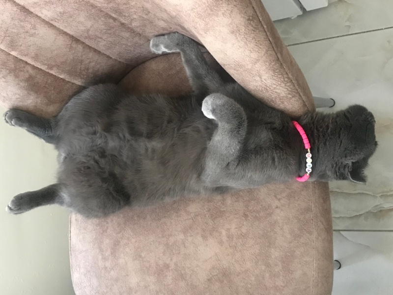 Scottish Fold, Kedi  Maya fotoğrafı