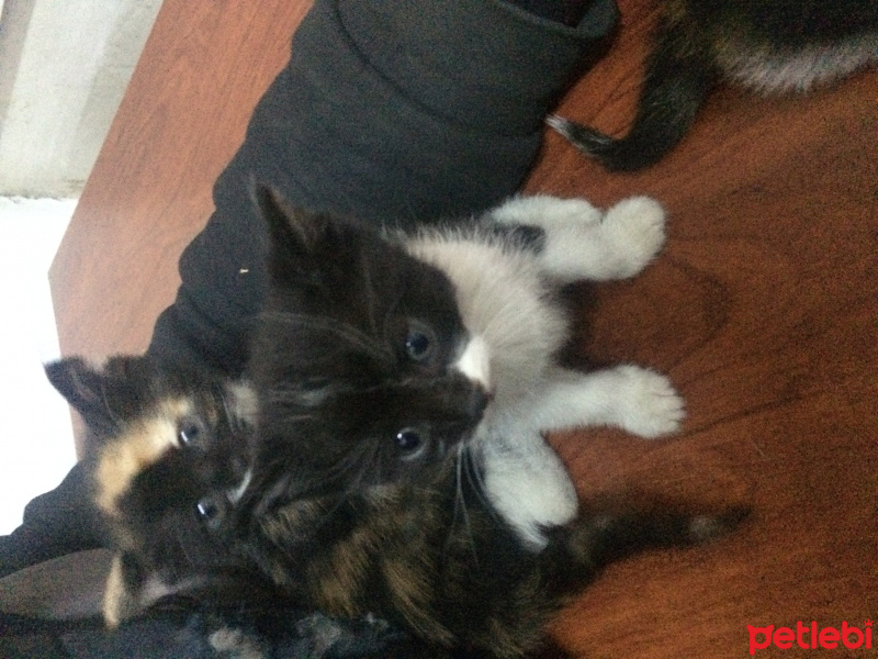 Bombay, Kedi  4 kedi yavru fotoğrafı