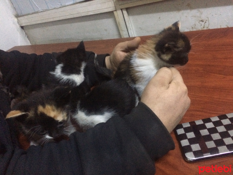 Bombay, Kedi  4 kedi yavru fotoğrafı