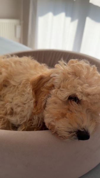 Poodle (Minyatür Kaniş), Köpek  Pico fotoğrafı