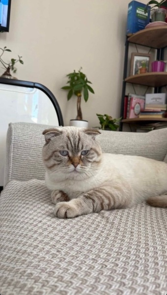 Scottish Fold, Kedi  Pamuk fotoğrafı